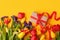 Traditional Romantic background with bouquet of red tulips and gift box on yellow, Top view with copy space, banner, flyer,