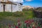 Traditional ruin with red flowers in La Oliva Fuerteventura Las Palmas Canary Islands pain