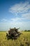 traditional rural ox cart philippines farm