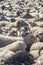 Traditional sheep gathering in Iceland