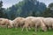 Traditional sheep grazing on hills in polish mountains