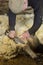 Traditional sheep shearing in an old New England barn