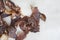 Traditional south African favorite, Biltong, cured meat