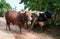 Traditional Sri Lankian yoke oxen wagon