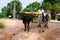 Traditional Sri Lankian yoke oxen wagon