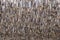 Traditional stockfish hanging in vertical pattern on drying rack