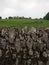 Traditional Stone Wall Around Green Meadow in Ireland