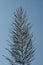 Traditional sugarcane flowers with blue sky background