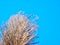 Traditional sugarcane flowers with blue sky background