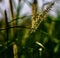 Traditional sugarcane flowers in a crops field