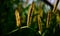 Traditional sugarcane flowers in a crops field