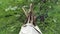 Traditional Tent Made With Long Tree Branches