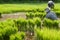 Traditional Thai style rice growth