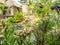 Traditional thatched roof accommodation and garden in Bali.