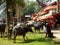 Traditional Toraja funeral ceremony, Rantepao, Celebes, Indonesia