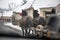 Traditional transylvanian horses are walking through Romanian village,