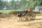 Traditional two-wheeled ox cart in Myanmar