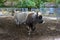 Traditional Ukrainian cattle in the zoo