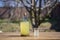 Traditional Ukrainian cold barley drink kvass in a glass jar on nature background. Kvass drink made from birch sap and fried