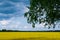 A traditional Ukrainian yellow-blue landscape yellow fields and blue sky with clouds