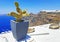 Traditional view of Santorini island Cyclades Greece - white houses over the caldera - flower pot with cactus
