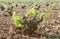 Traditional vineyard in La Mancha, Spain