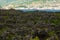 Traditional vineyards in Pico Island, Azores. The vineyards are among stone walls, called the `vineyard corrals`