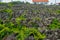 Traditional vineyards in Pico Island, Azores. The vineyards are among stone walls, called the `vineyard corrals`