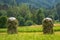 Traditional way of haymaking in czech countryside, haystacks in the field