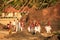 Traditional wedding ceremony on a beach, Unawatuna, Sri Lanka