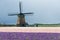 Traditional windmill with hyacinth flowers in the Netherlands