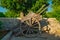 Traditional wooden cart, in the courtyard of a farmhouse. Salento, Italy.