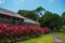 Traditional wooden houses and bushes of red color. Iban longhouse Kuching to Sarawak Culture village. Malaysia