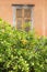 Traditional wooden window behind a lemon tree Nafplio Greece