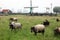 Traditional zaanse schans windmills and sheep in farms in The Netherlands. Unique beautiful and wild European city.