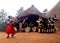 A traditional Zulu village ritual demonstration