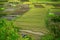 Traditionally Managed Paddy Fields in Silaban Village, North Sumatra, Indonesia