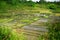 Traditionally and Manually Managed Paddy Fields in Silaban Village, North Sumatra, Indonesia