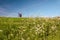 Traebene Mill Windmill with green fields