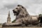 Trafalgar Square Barbary Lion at the base of Lord Nelson\'s Column, London, England, UK