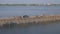 Traffic jam on the bamboo bridge over the Mekong River  time lapse