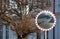 Traffic mirror used to view drivers in a confusing bend on the road. is convex and quite large. The circular mirror is lined with