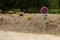 Traffic sign. Prohibition sign of stop and parking on rural road. Metal road sign. Countryside with field and trees. France Europe