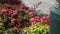 Traffic zooms by bougainvillea patch along roadside