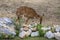 Tragelaphus angasii african wild antelope on pasture, beautiful lowland nyala animal