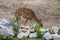 Tragelaphus angasii african wild antelope on pasture, beautiful lowland nyala animal