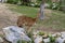 Tragelaphus angasii african wild antelope on pasture, beautiful lowland nyala animal