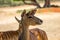 Tragelaphus angasii , antelope close up.