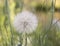 Tragopogon Dubius flower