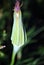 Tragopogon dubius flower faded buds, dark grass background